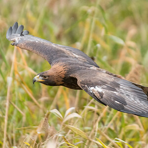 Steinadler