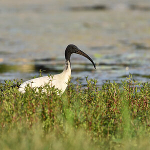 201610 Molukkenibis