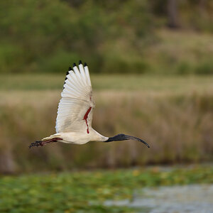 Molukkenibis