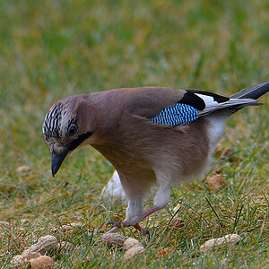 DSC 0560