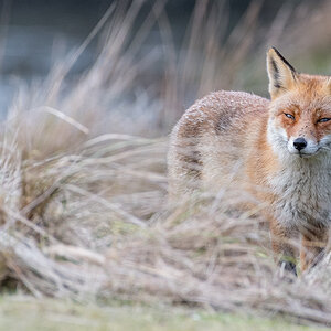 Fox