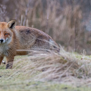 Fox 3