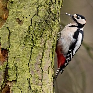 D50 6235 Specht an morschem Baum IA 1 2017