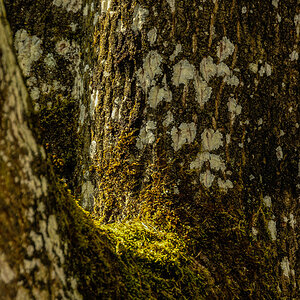 Natur  20070329 020