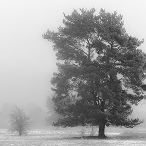 Baum im Nebel