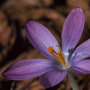 crocus botanicus
