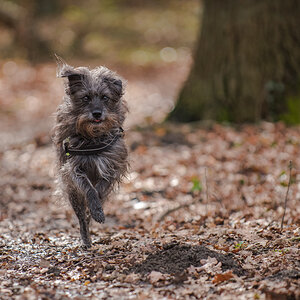 Im Wald