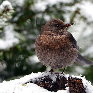 DSC 0396 Amsel