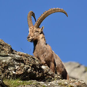 201607 Steinbock