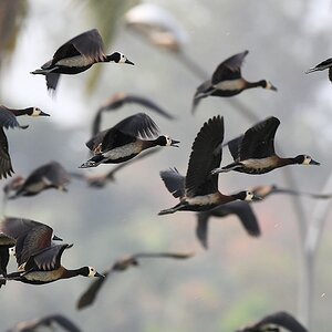 Witwenpfeifgans (White-faced whistling duck)
Am Krokodilteich, Yamoussoukro

s185 Yamoussoukro White faced whistling duck 6620