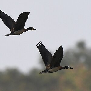 Witwenpfeifgans (White-faced whistling duck)
Am Krokodilteich, Yamoussoukro

s185 Yamoussoukro White faced whistling duck 6634