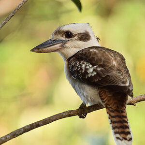 201610_Kookaburra_1