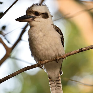201610_Kookaburra_2