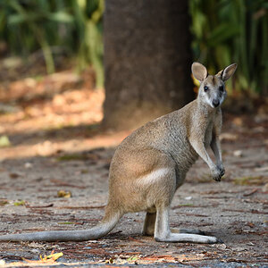 201610_Agile_Wallaby