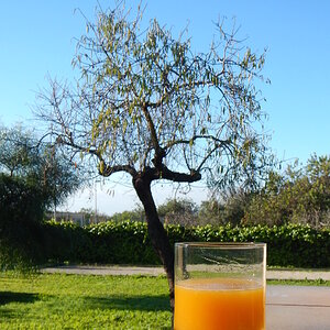 O Saft1