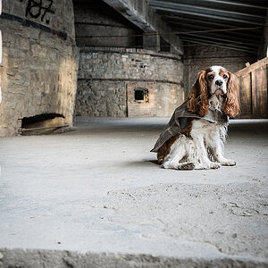 Pipo, King charles cavalier, spaniel