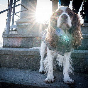 Pipo, King charles cavalier, spaniel