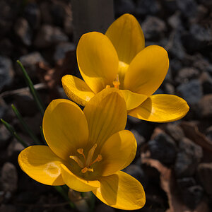 Goldlack
Erysimum 'Bowles´s Mauve'