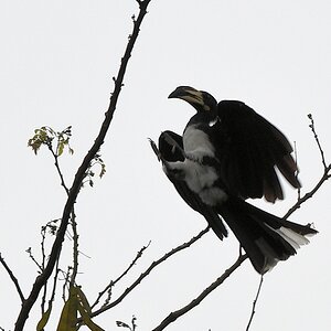 Elstertoko (African Pied Hornbill)
Ecotel Touraco, Tai Nationalpark


s668 Ecotel Touraco Pied Hornbill 7062