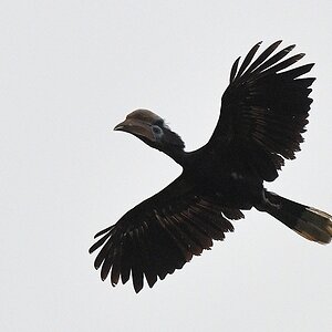 Schwarzhelm Hornvogel (black-casqued hornbill)
Ecotel Touraco, Tai Nationalpark

s672 Ecotel Touraco Black Casqued Hornbill 7107