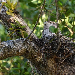 201610 Tawny frogmouth 1