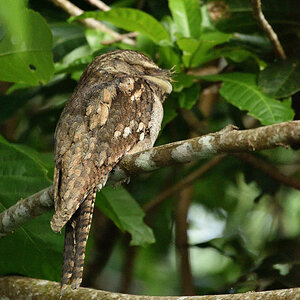 201610 Tawny frogmouth 2