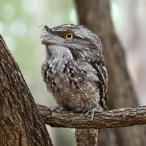 201610 Tawny frogmouth 3