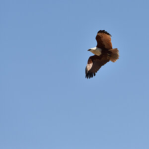201610_Brahminy Kite