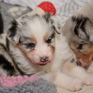 Skyfalls Puppies 75