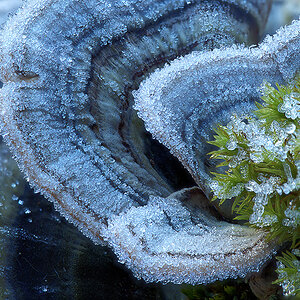Stack Pilz Frost klein