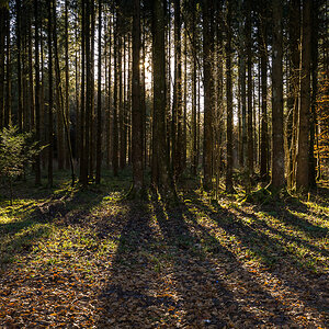 Wald im Gegenlicht
