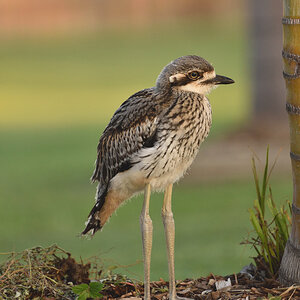 201610_Bush Stone-curlew