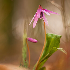 Hundszahnlilie (Erythronium dens-canis)