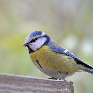 Blaumeise