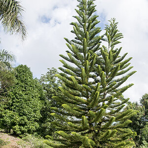 Baum Samana