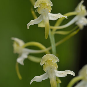 PlatantheraChloranta RUD DSC7053