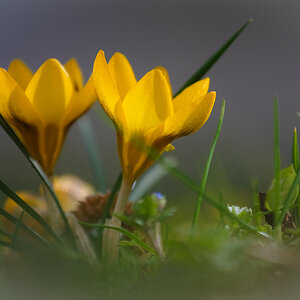 Frühling 1155