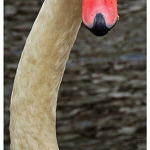 2007 0003 Hamburg Alsterschwan