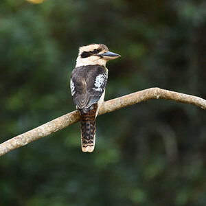 201610_Kookaburra_1