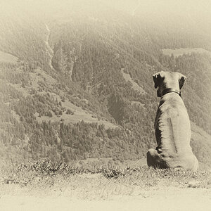 Trauerkarte Hund
