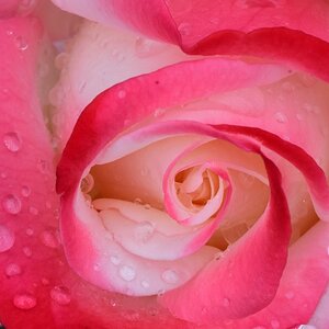 Rose Nostalgie 120616 D 004 NIK