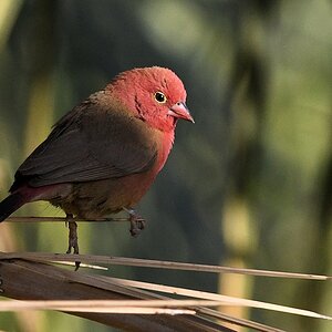 Senegalamarant auch Zwergblutfink und Roter Astrild genannt (Red-billed Firefinch)
Tombus

s680 Tombus Red billed Firefinch 4961