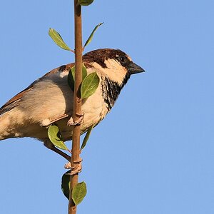 Haussperling
s980 Karima House Sparrow 5828
