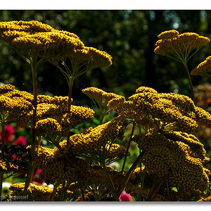 20140902 0141 Nolde Seebüll