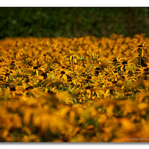 20140902 0121 Nolde Seebüll