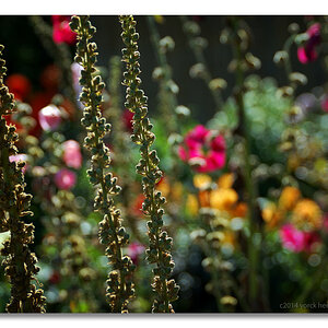 20140902 0115 Nolde Seebüll