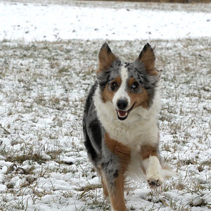 Lucy im Schnee