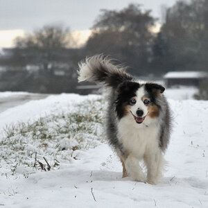 Fly im Schnee