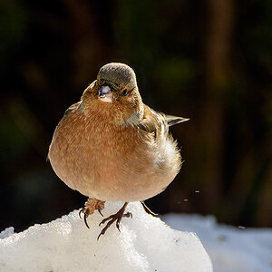 Buchfink