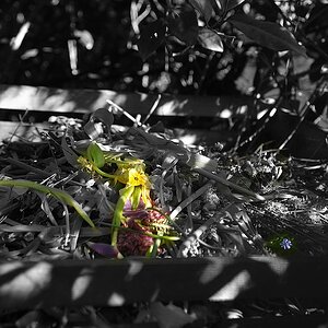 (C)K.R. DSC 1426 ck